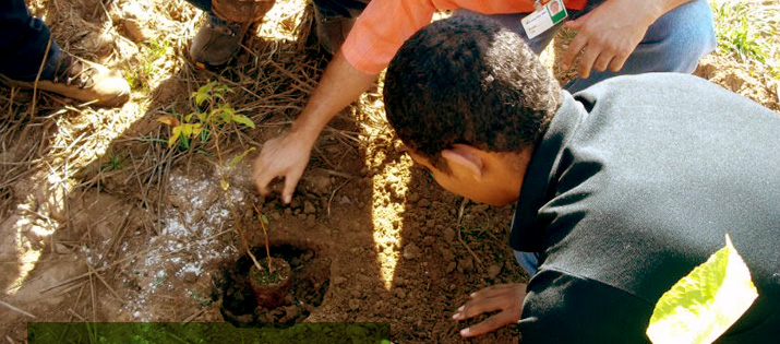 Plantando o futuro